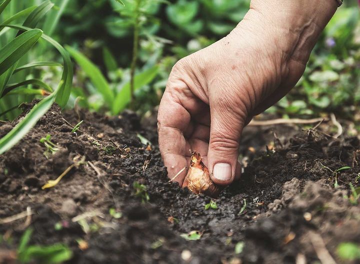 Oude man Zeemeeuw lancering Tuintip: Bloembollen planten